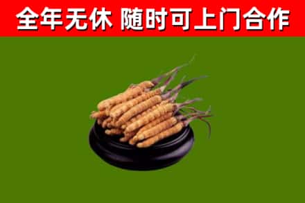 台山回收散虫草