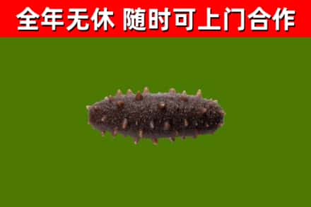 台山回收海参干